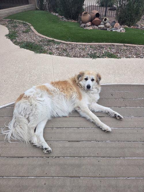 Enlarge Uma, an adopted Great Pyrenees in Spring, TX image 3/6