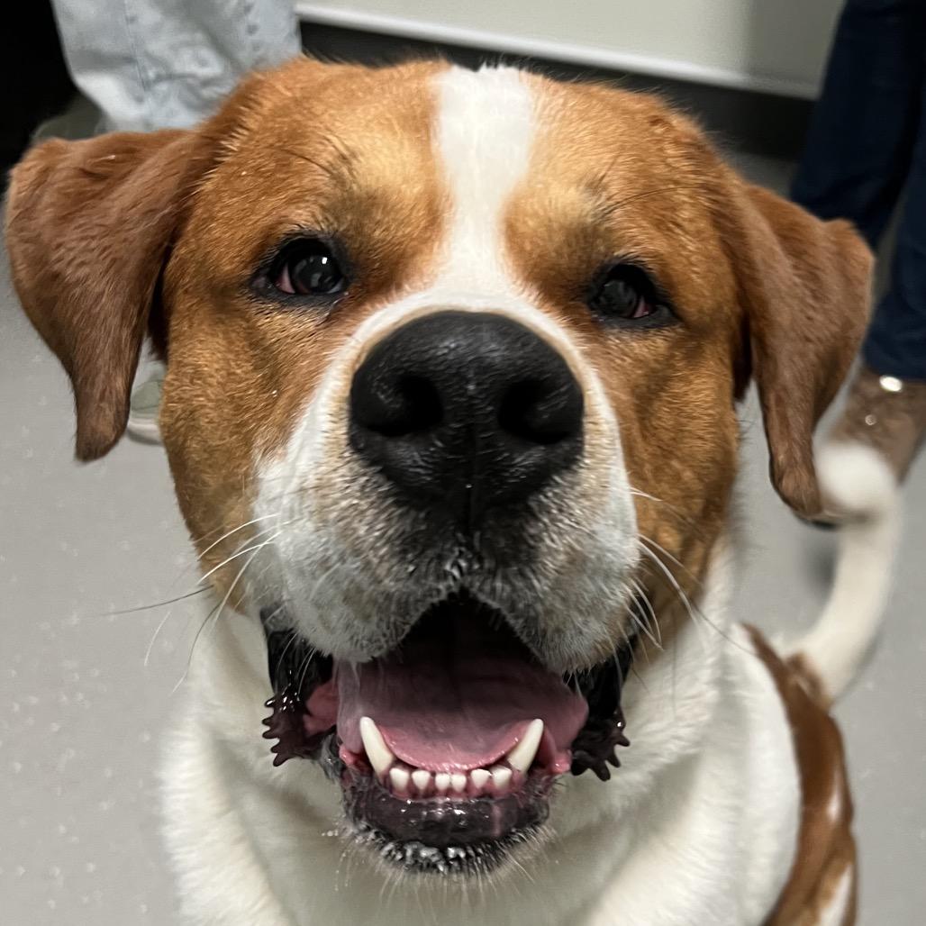 Enlarge Wallen, a Adoptable mixed breed in Kennebunk, ME image 1/1