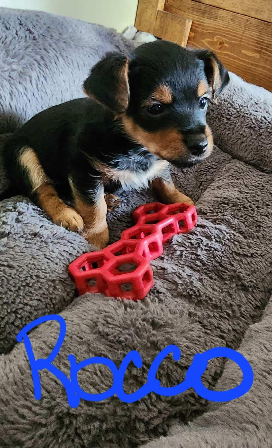 Rocco