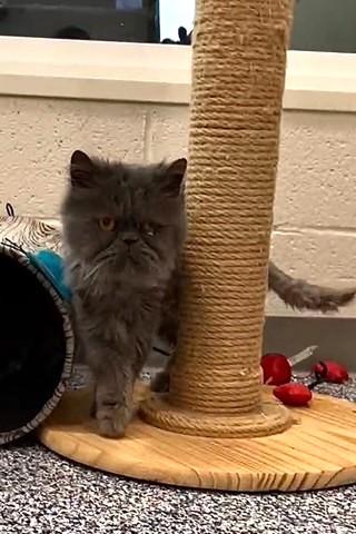 Gracie, Adoptable, Adult Female Persian.