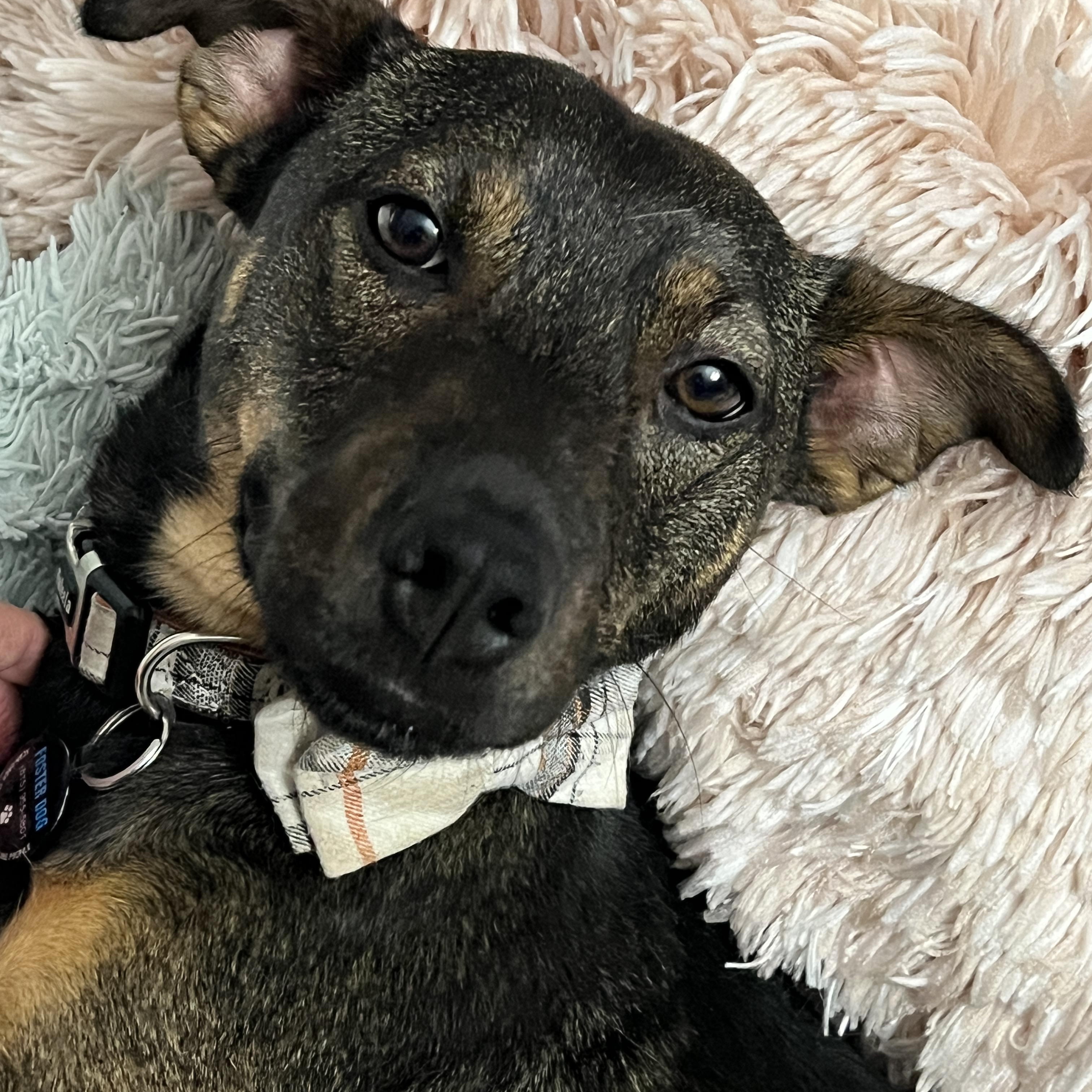 Ryker (IN FOSTER), a Adoptable mixed breed in Joliet, IL image 3/5