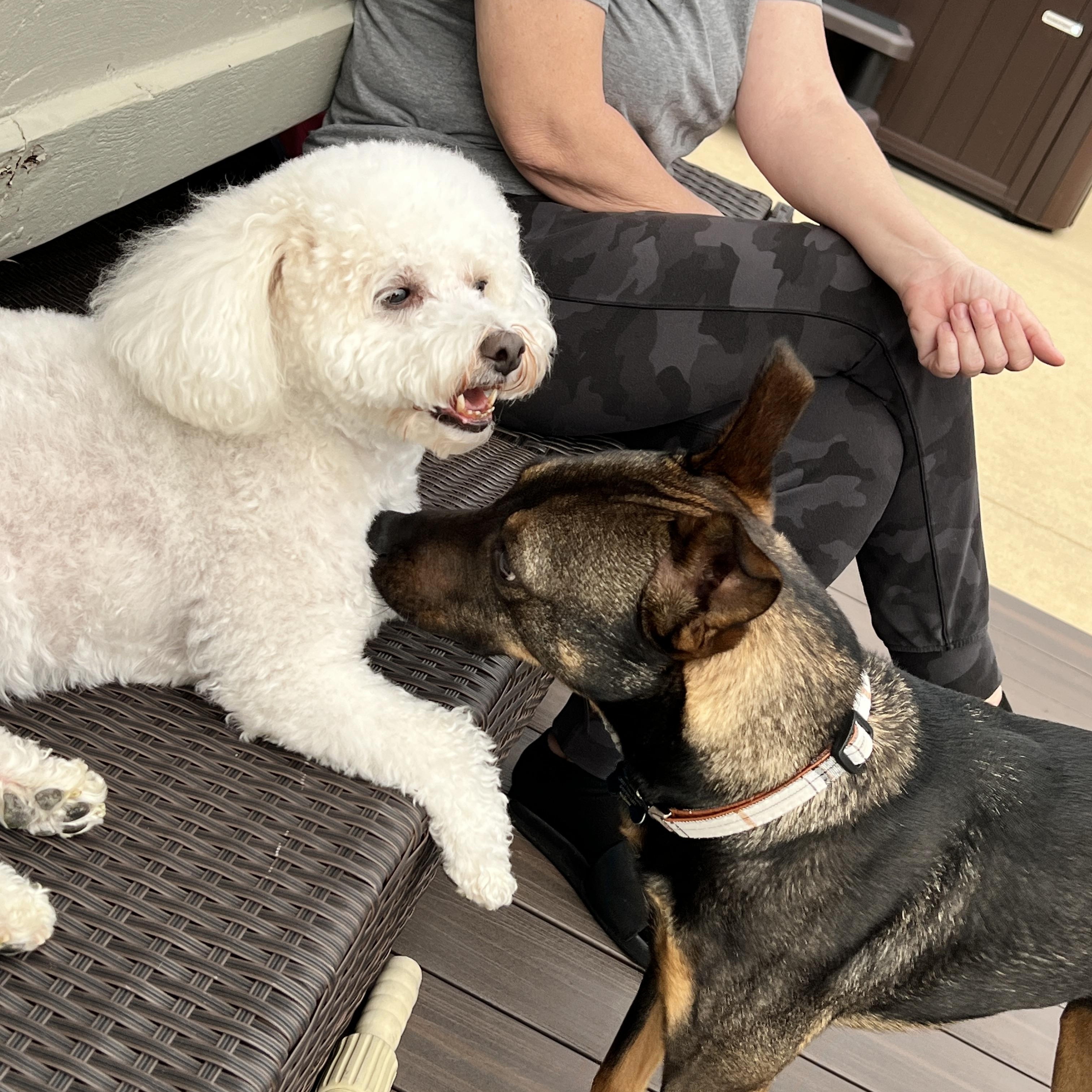 Ryker (IN FOSTER), a Adoptable mixed breed in Joliet, IL image 2/5