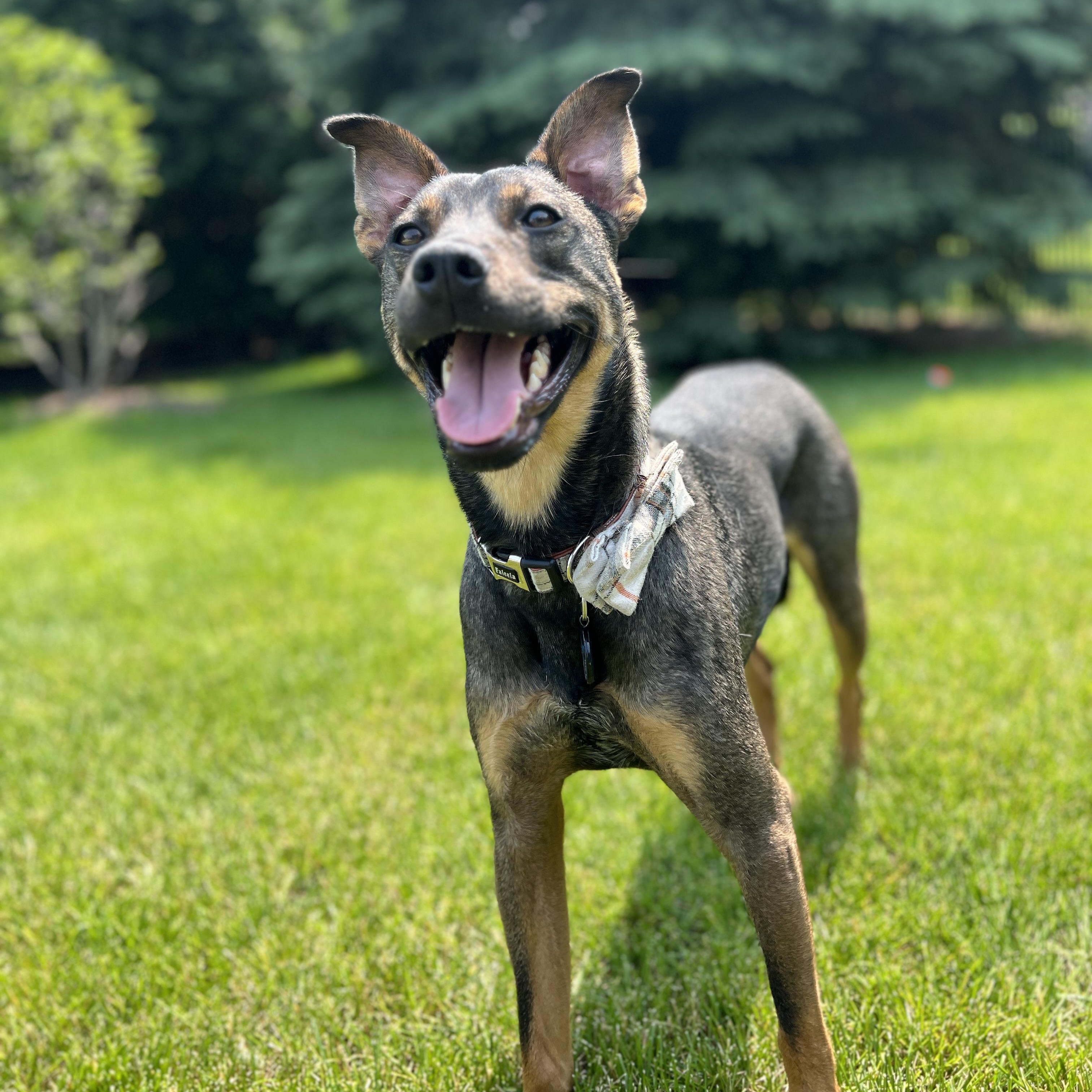 Ryker (IN FOSTER), Adoptable, Adult Male Retriever & Terrier.