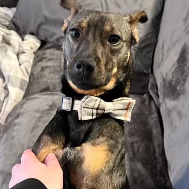 Ryker (IN FOSTER), an adoptable Retriever, Terrier in Joliet, IL, 60435 | Photo Image 2