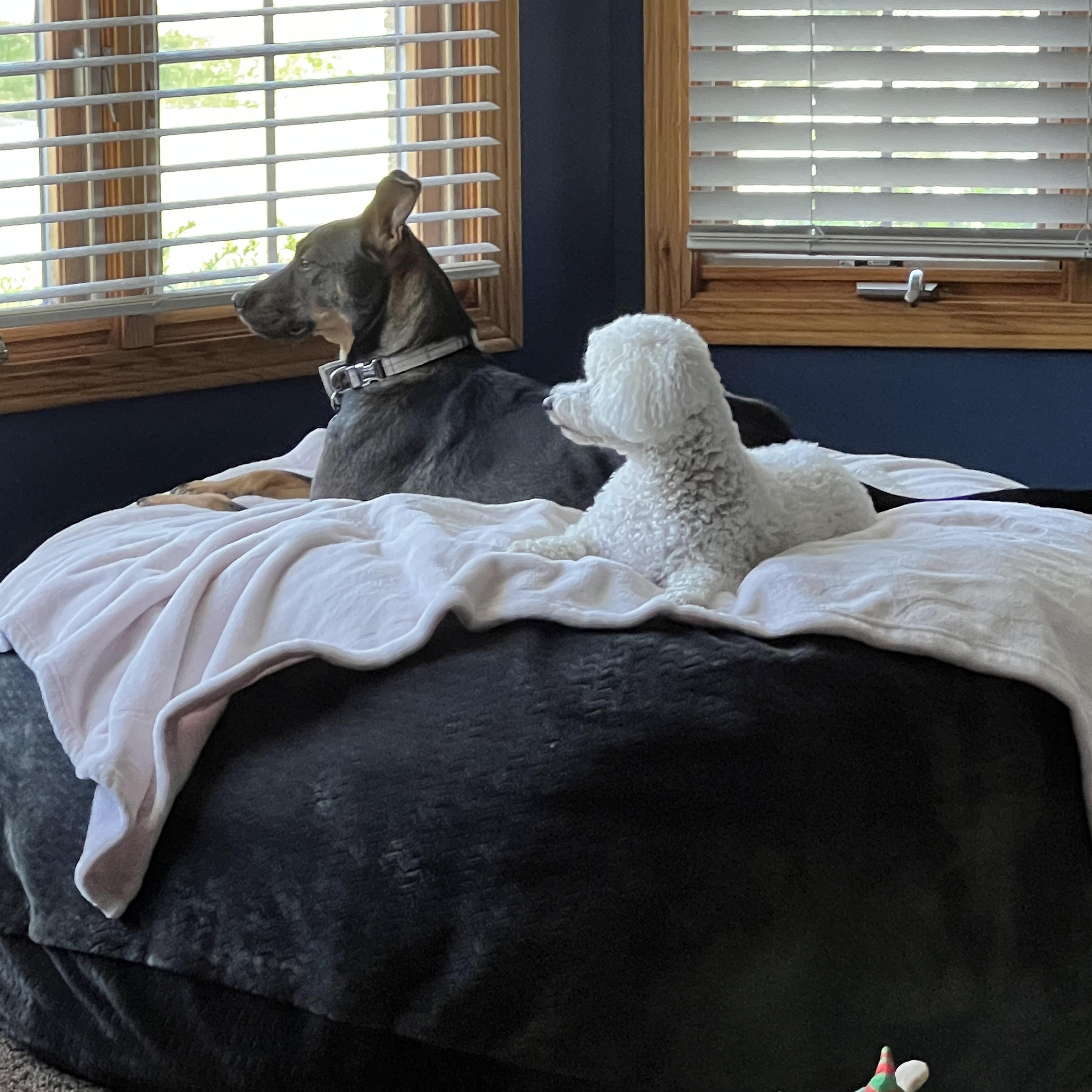 Ryker (IN FOSTER), a Adoptable mixed breed in Joliet, IL image 4/5