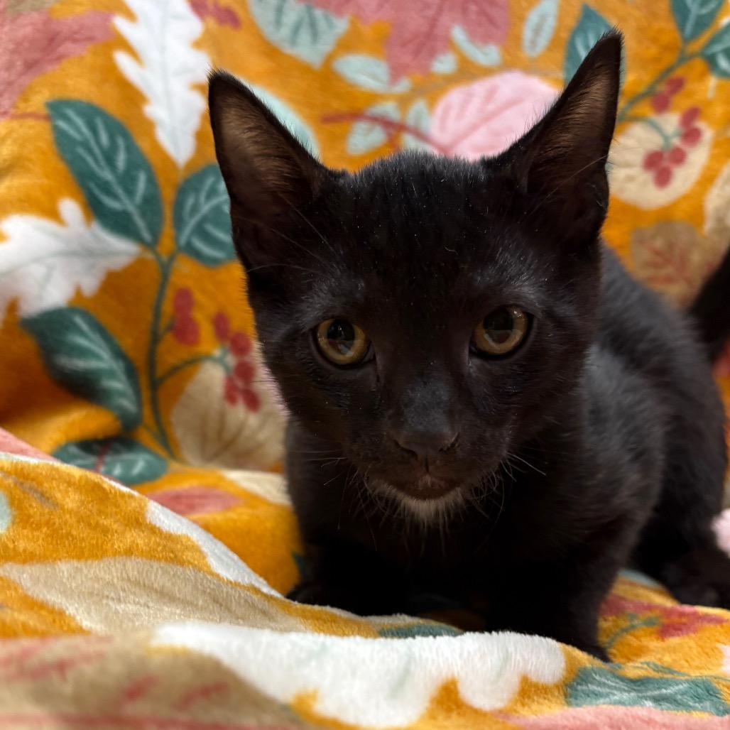 Bingle, Adoptable, Kitten Male Domestic Short Hair.