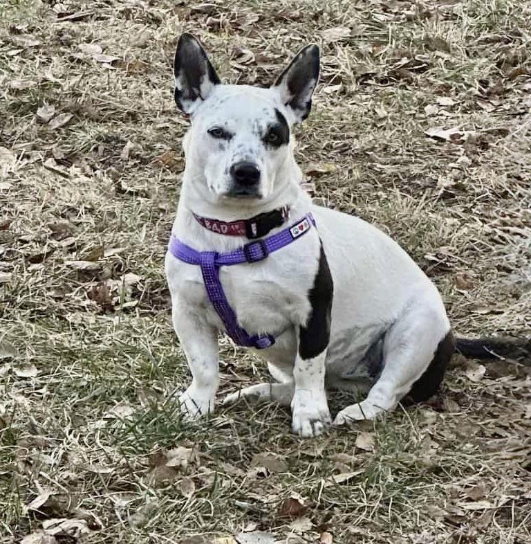 Enlarge Lilly, a Adoptable mixed breed in West Des Moines, IA image 3/3