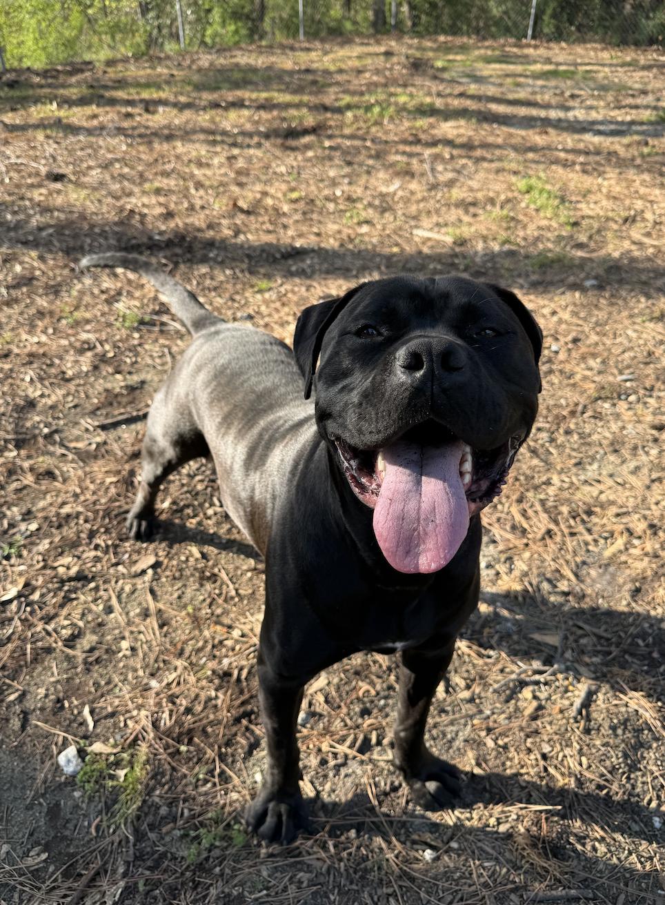 Jet, a ADOPTABLE mixed breed in Roswell, GA image 2/4
