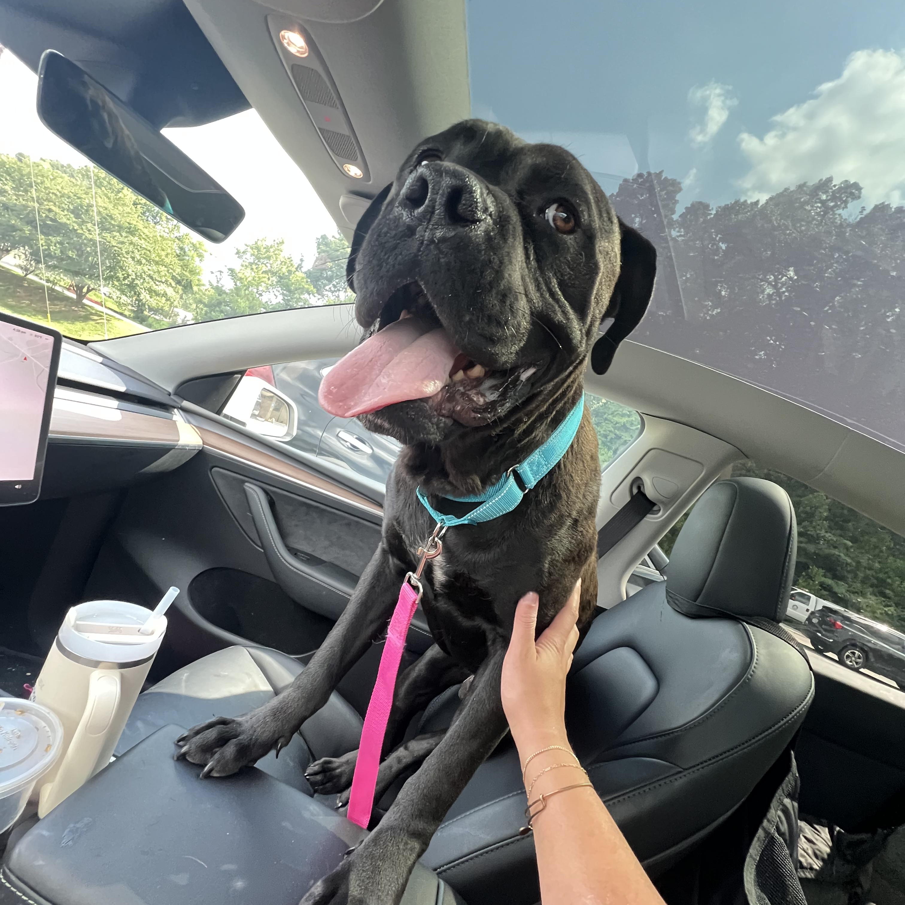 Jet, a ADOPTABLE mixed breed in Roswell, GA image 4/4