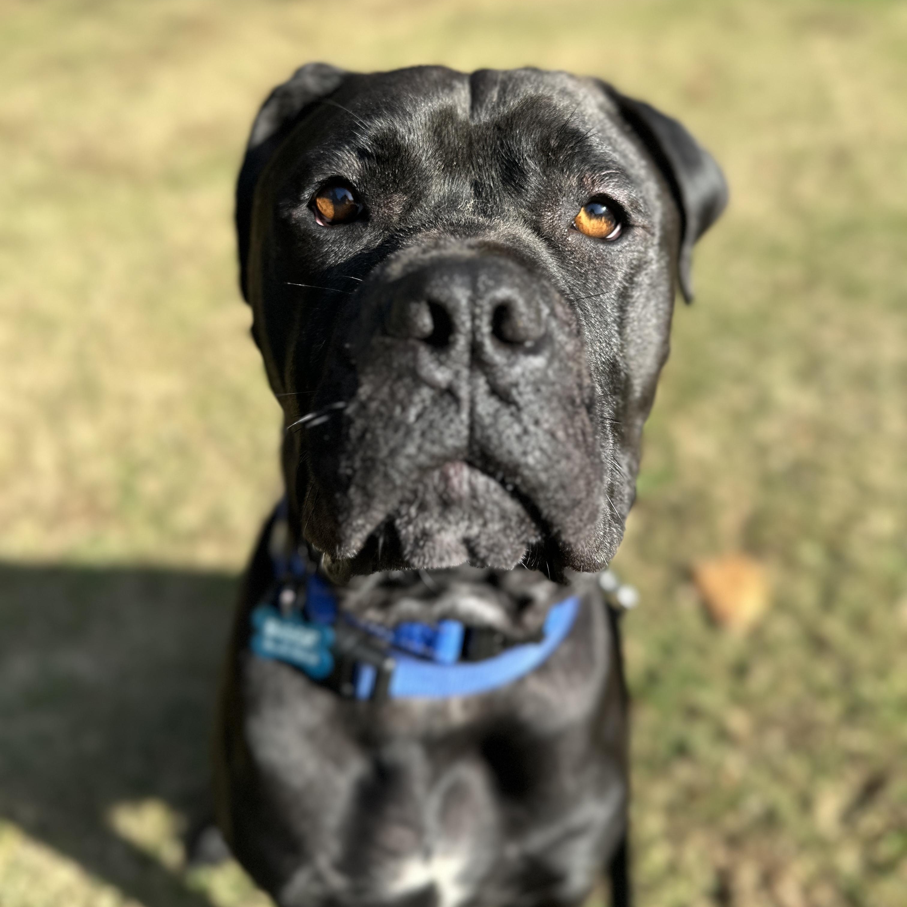Jet, ADOPTABLE, Young Male Mastiff & Pit Bull Terrier.