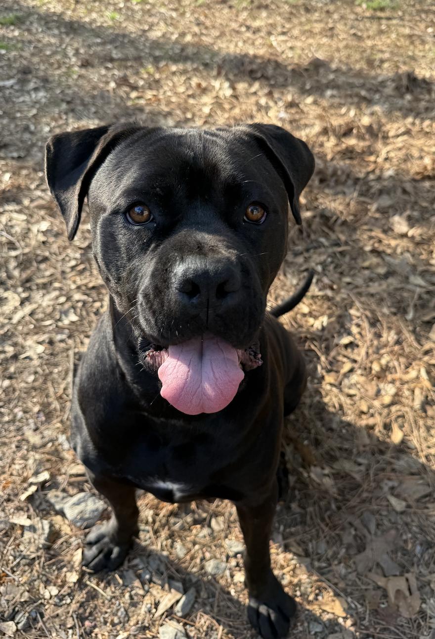 Jet, a ADOPTABLE mixed breed in Roswell, GA image 3/4