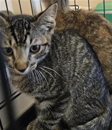 Tex A211894, Baby Male Domestic Short Hair