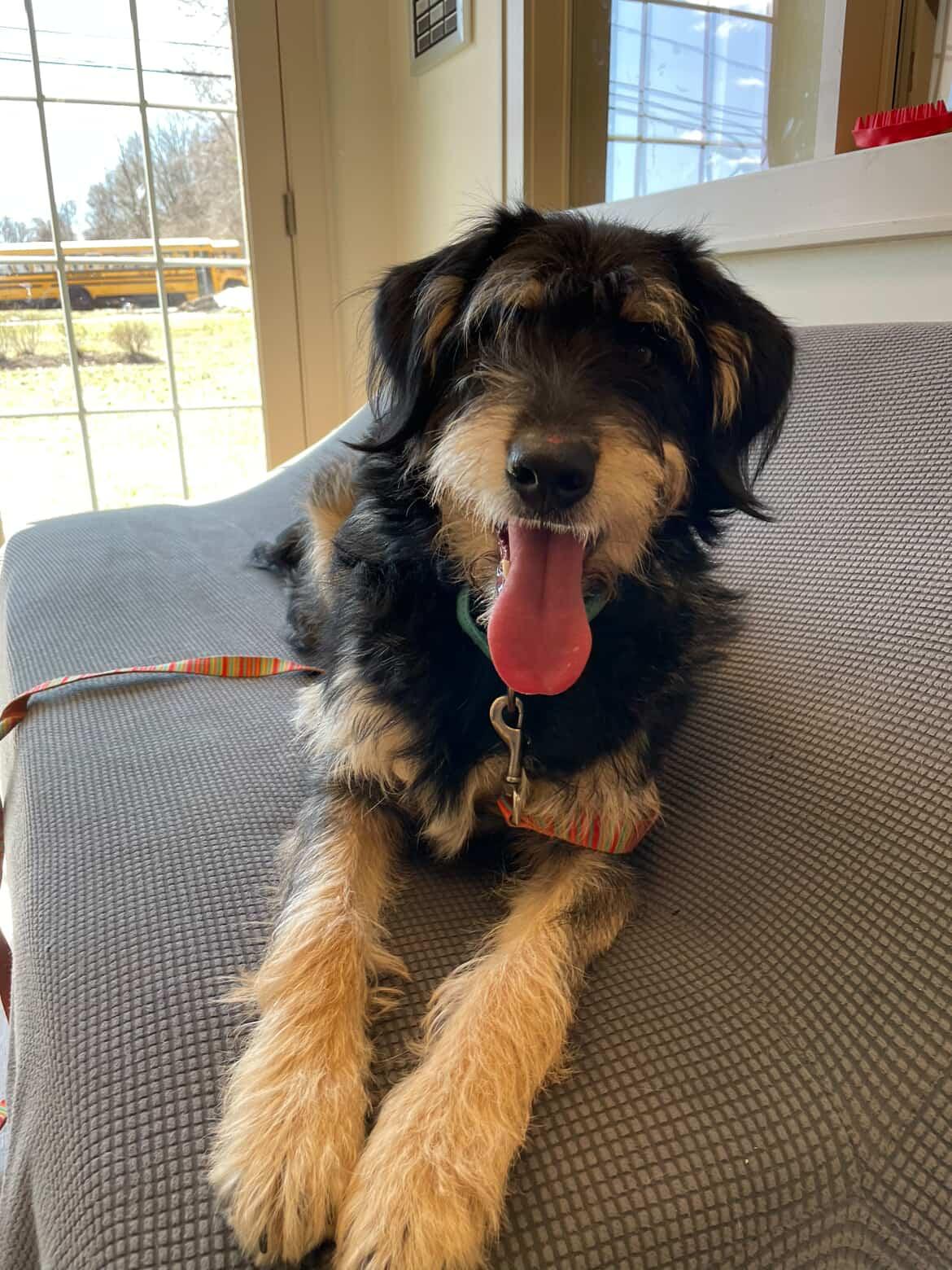 Dill, adopted, Young Male Wirehaired Terrier.