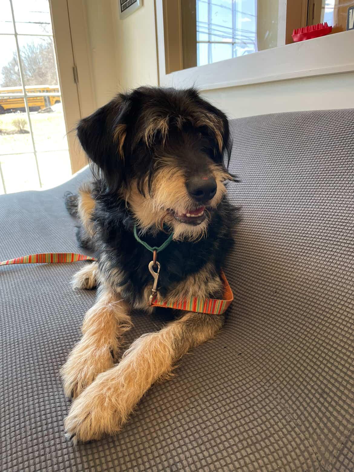 Enlarge Dill, an adopted mixed breed in New Milford, CT image 3/3