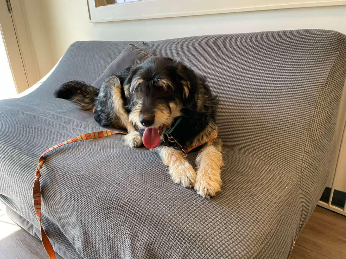 Enlarge Dill, an adopted mixed breed in New Milford, CT image 2/3