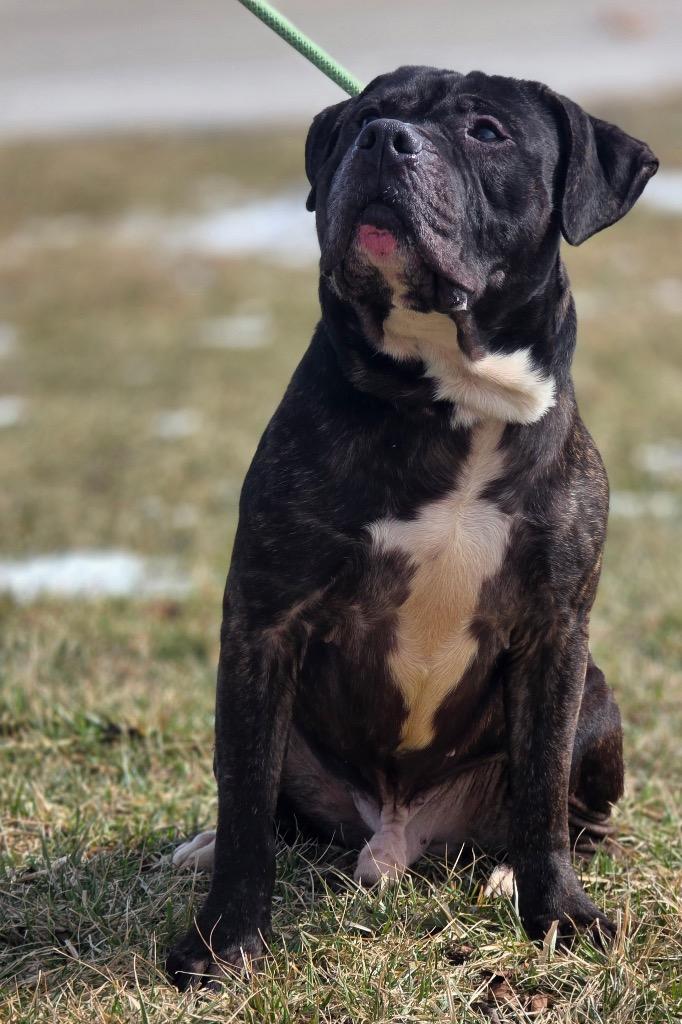 Harley, Adoptable, Adult Male Labrador Retriever & Cane Corso.