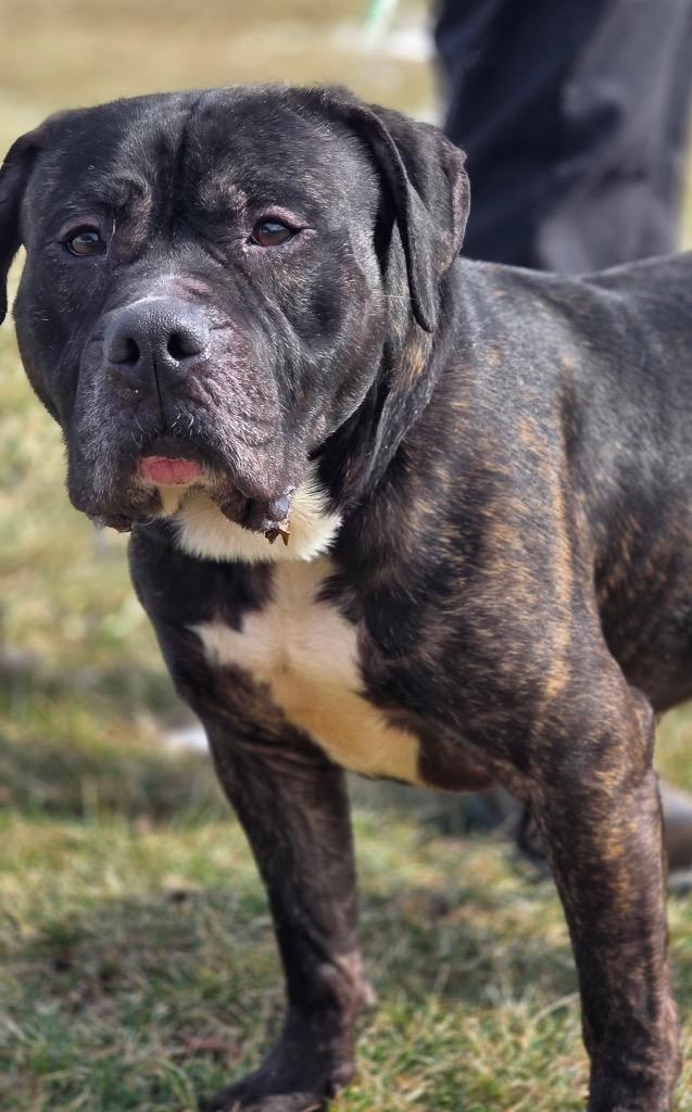 Enlarge Harley, a Adoptable mixed breed in Huntington, IN image 2/3