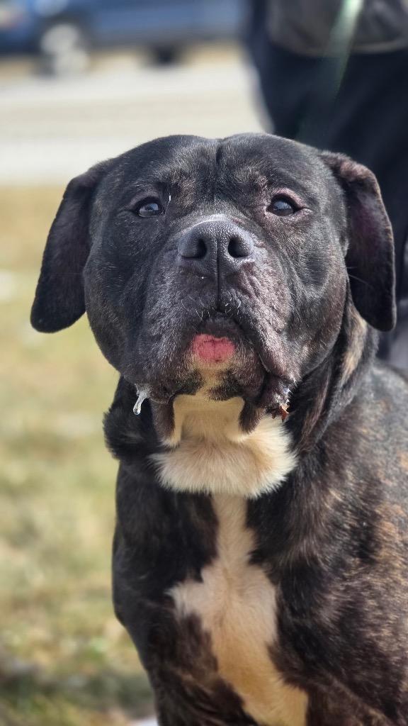Enlarge Harley, a Adoptable mixed breed in Huntington, IN image 3/3