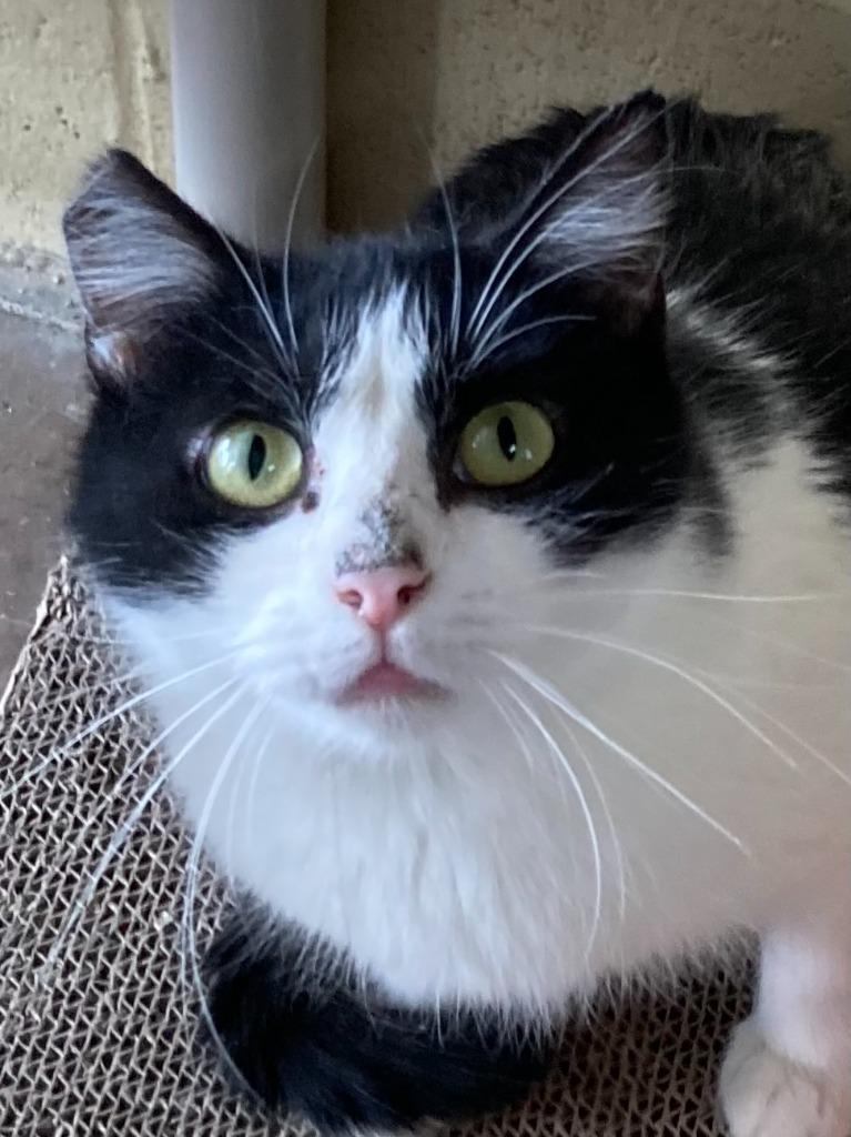 Holiday, Adoptable, Adult Female Domestic Short Hair.