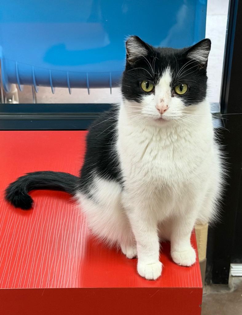 Holiday, Adoptable, Adult Female Domestic Short Hair.