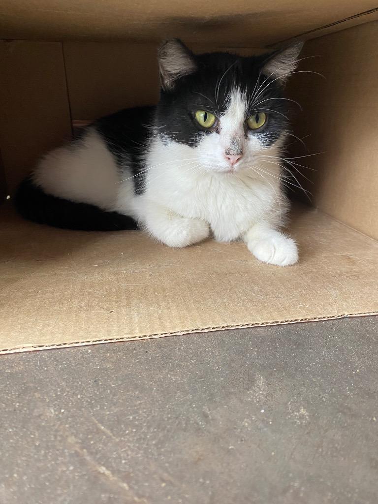 Enlarge Holiday, a Adoptable mixed breed in Cincinnati, OH image 3/6