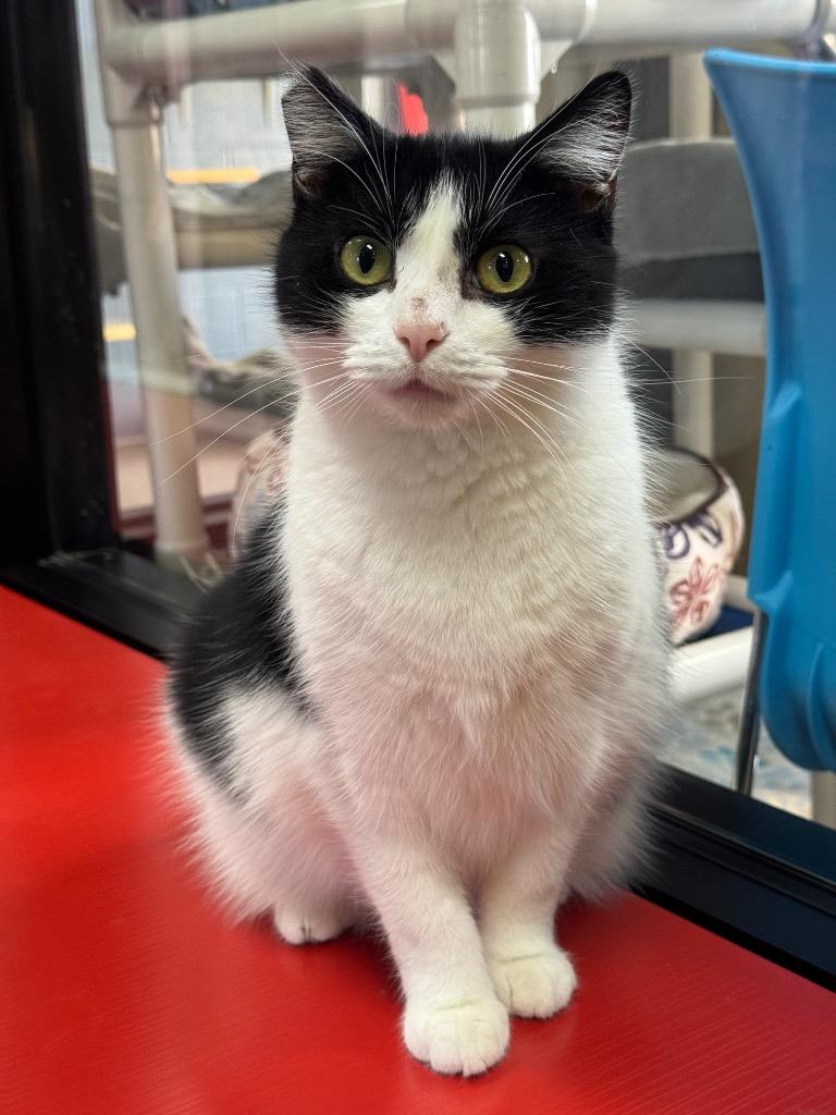 Enlarge Holiday, a Adoptable mixed breed in Cincinnati, OH image 2/6