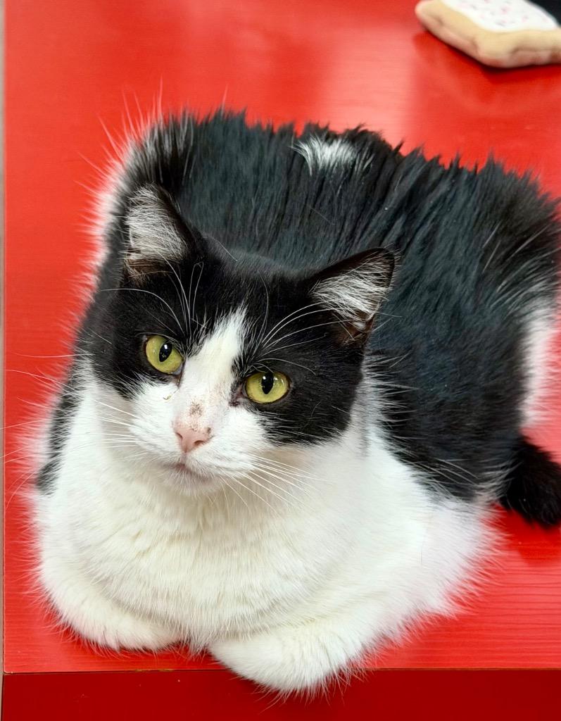 Enlarge Holiday, a Adoptable mixed breed in Cincinnati, OH image 4/6