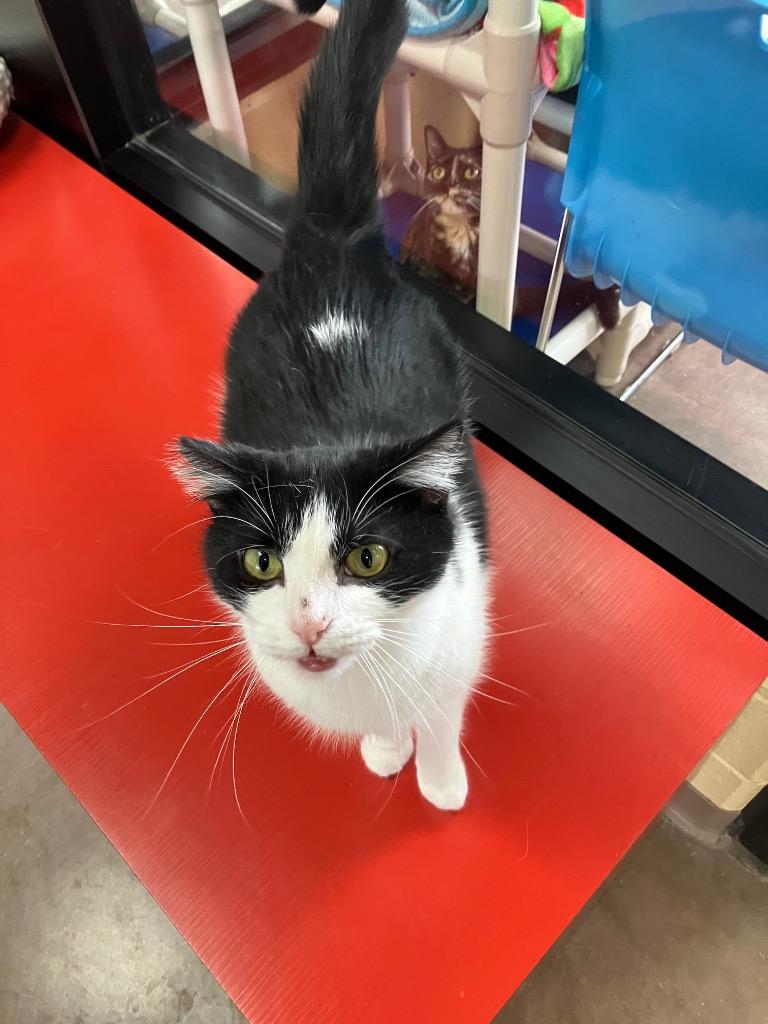 Enlarge Holiday, a Adoptable mixed breed in Cincinnati, OH image 3/6