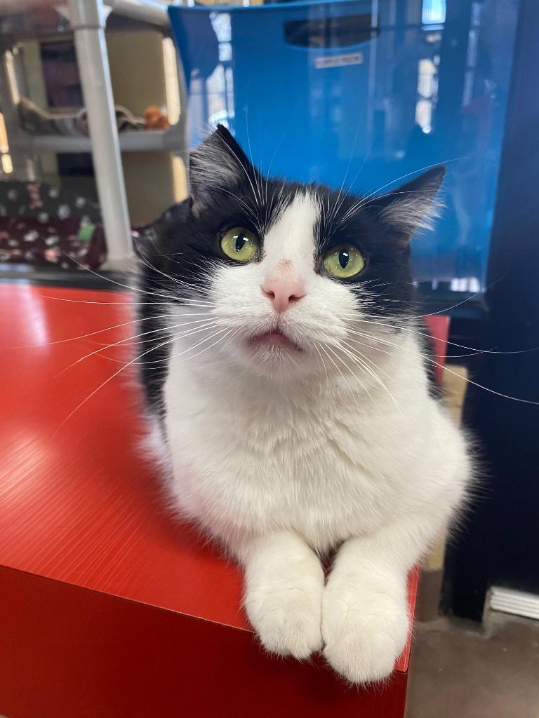 Holiday, a Adoptable mixed breed in Cincinnati, OH image 5/6