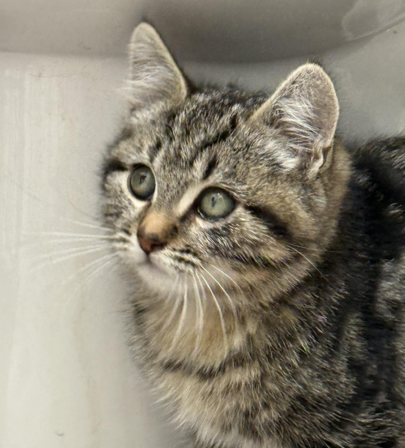 Enlarge Sully, an adopted Domestic Short Hair in Los Angeles, CA image 1/3