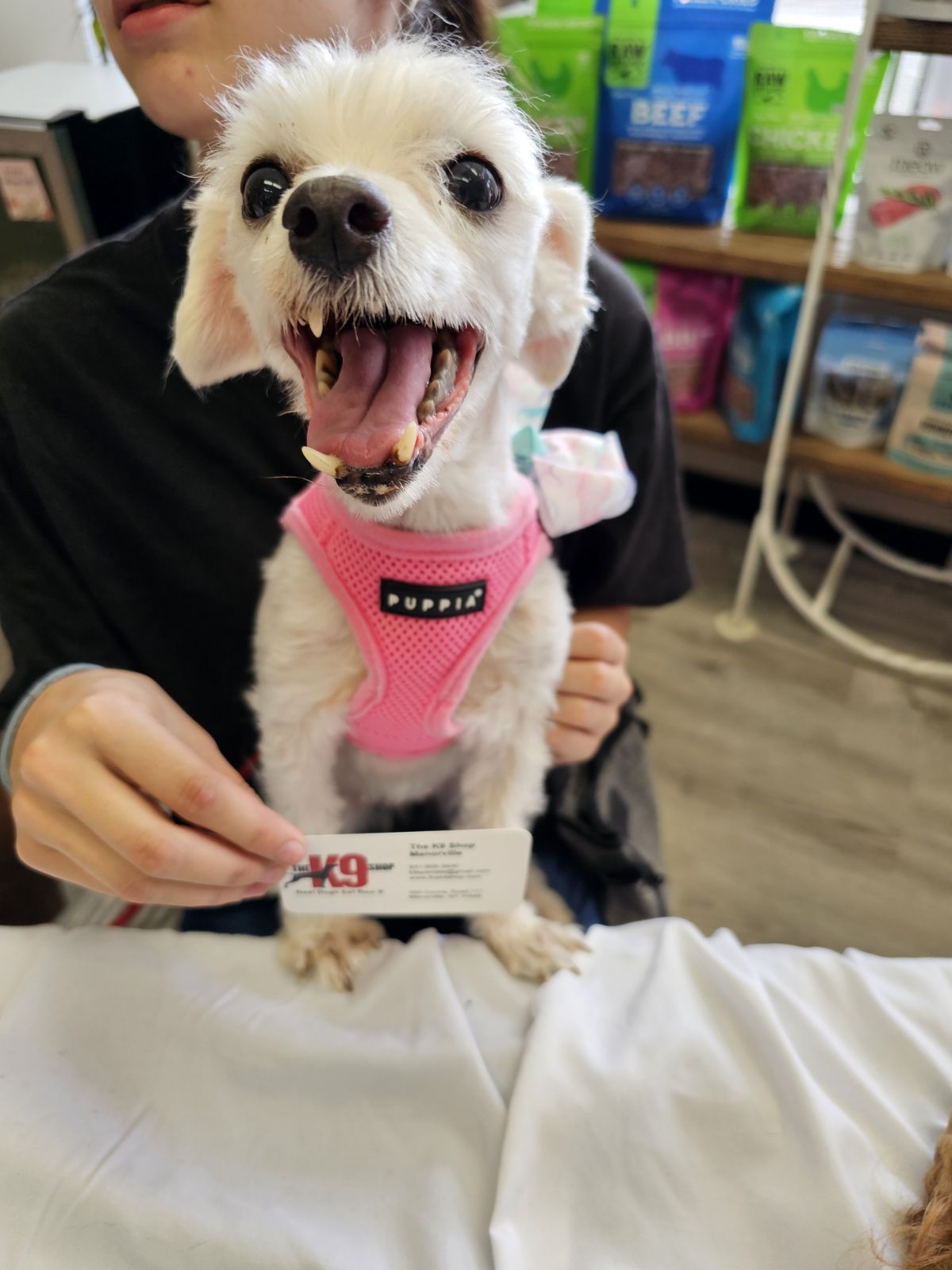 Kaia - Long Island, Adopted, Senior Female Maltese.