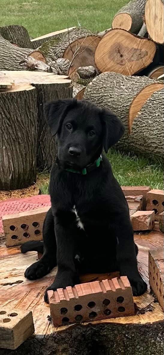 Bangkok, Adopted, Puppy Male Labrador Retriever.