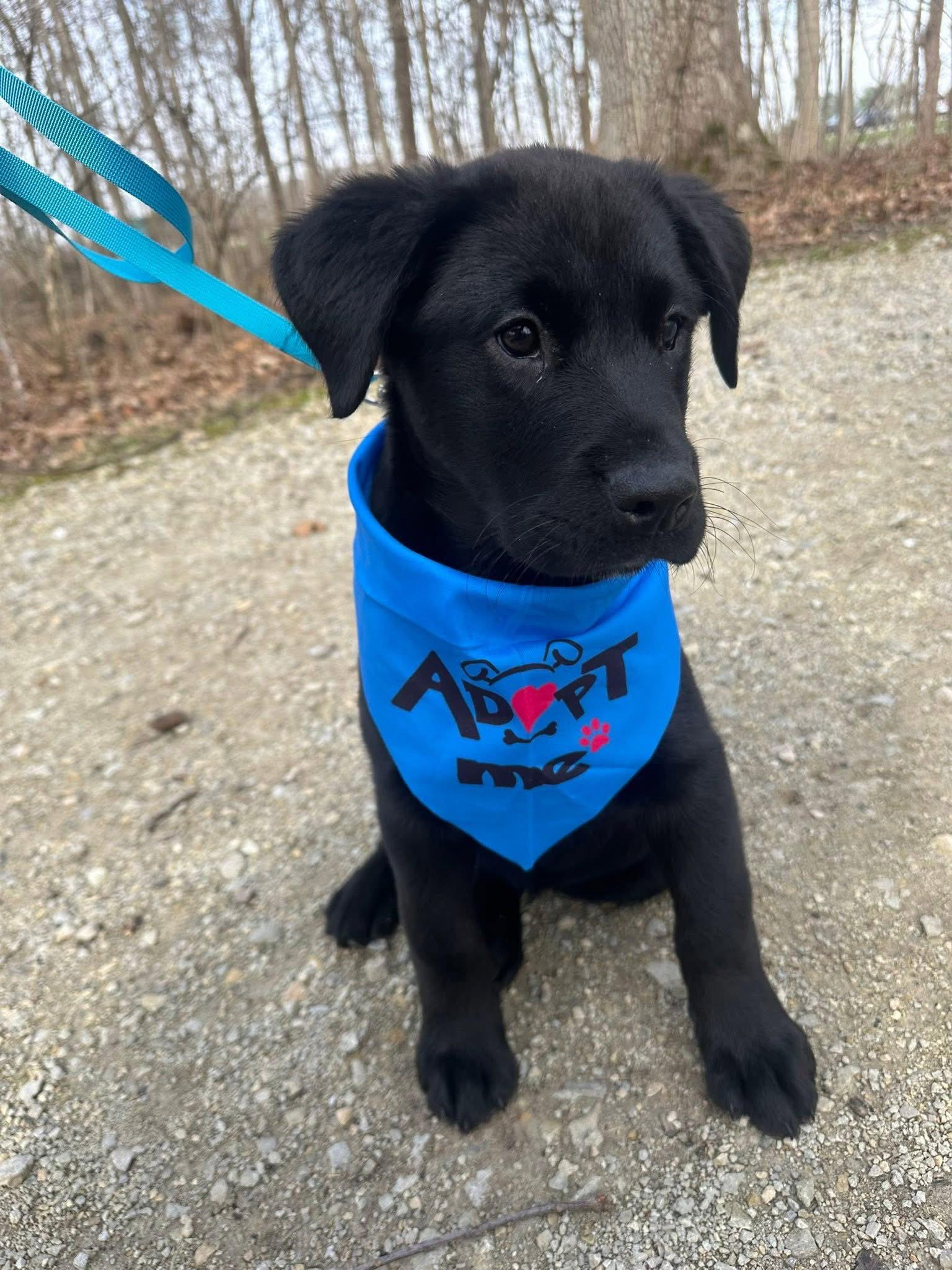 Enlarge Bangkok, a Adopted Labrador Retriever in Germantown, OH image 2/3