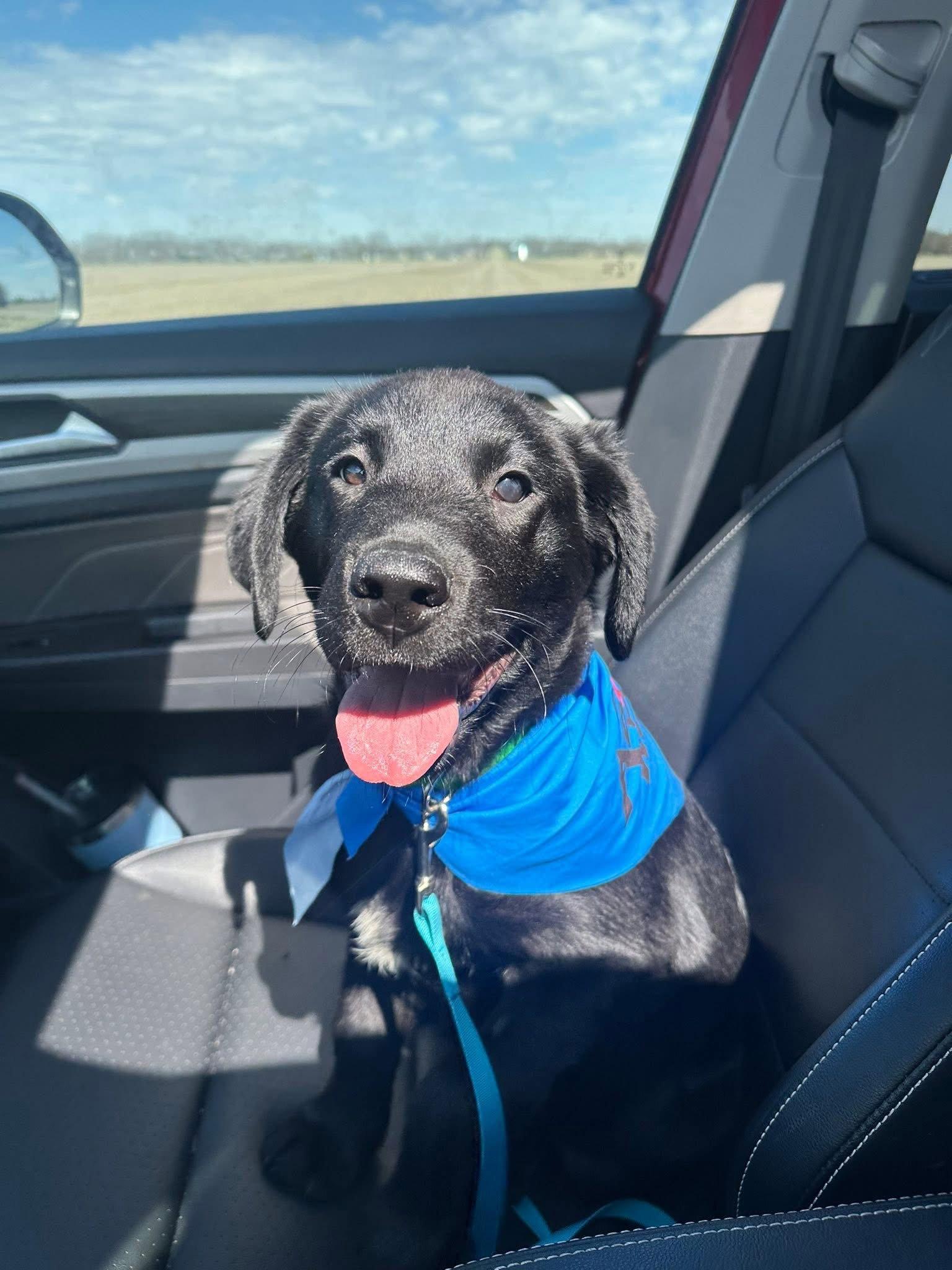 Enlarge Bangkok, a Adopted Labrador Retriever in Germantown, OH image 3/3