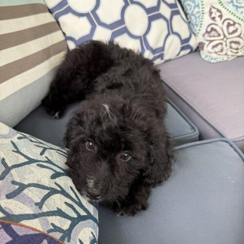 Ace, Adoptable, Puppy Male Poodle & Mixed Breed.