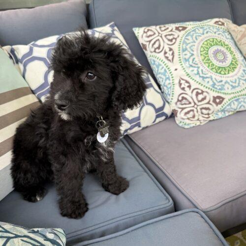 Enlarge Ace, a Adoptable mixed breed in new york, NY image 2/2
