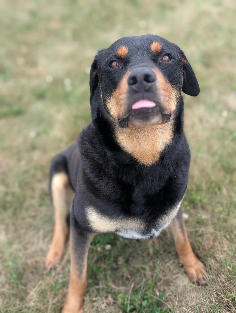 Romeo, a Adoptable Rottweiler in Defiance, OH image 1/6