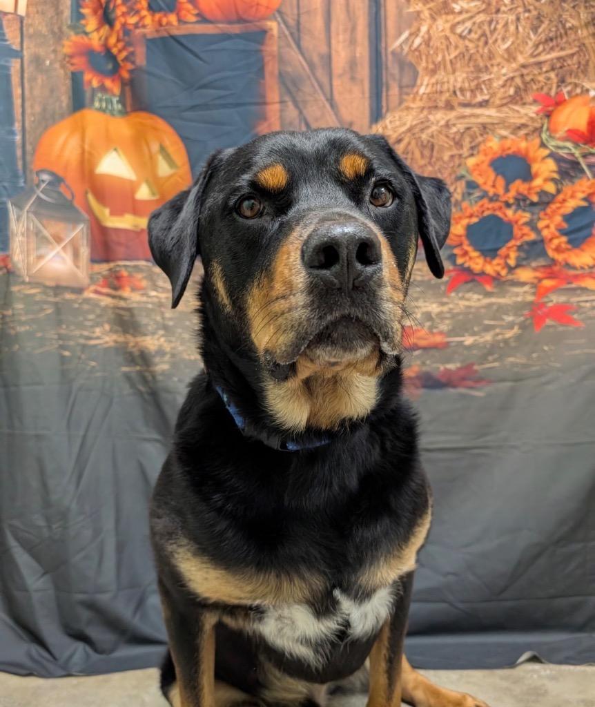 Romeo, a Adoptable Rottweiler in Defiance, OH image 2/6