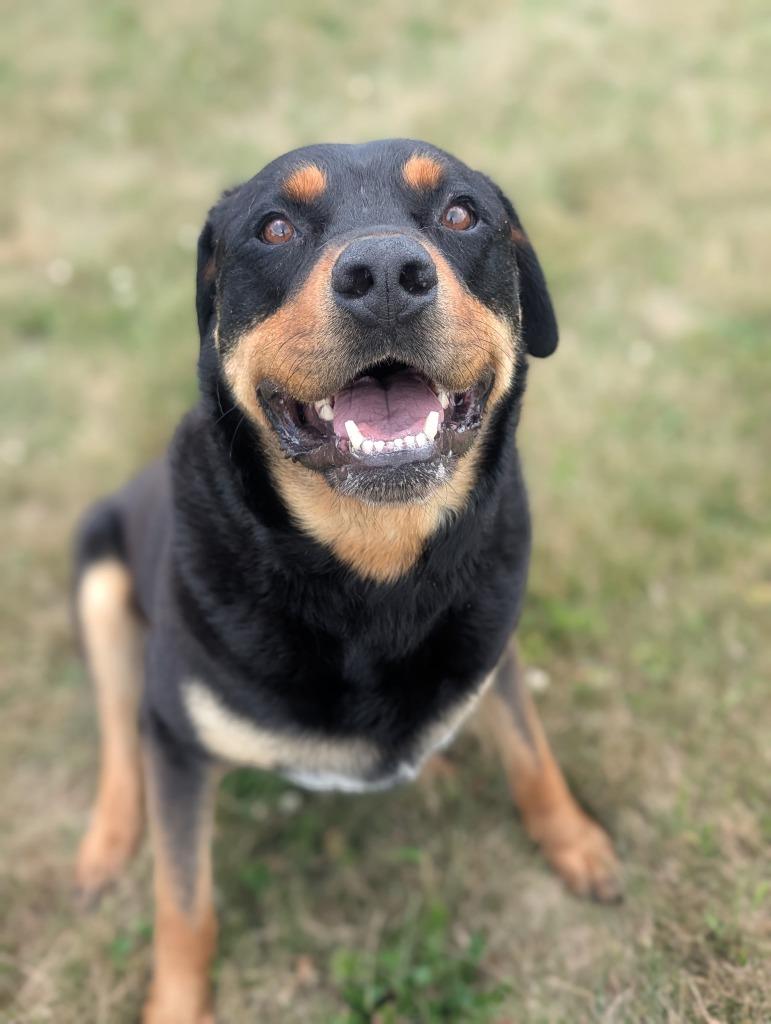 Romeo, a Adoptable Rottweiler in Defiance, OH image 3/6