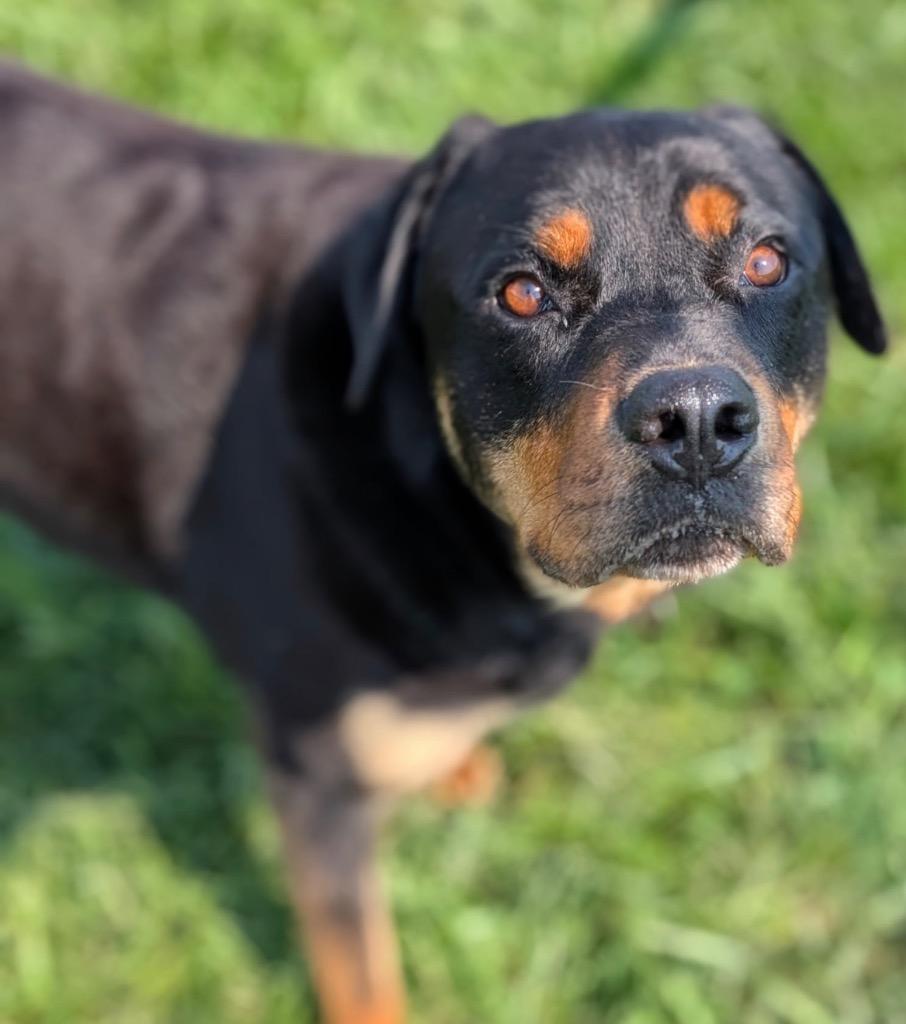 Romeo, a Adoptable Rottweiler in Defiance, OH image 4/6