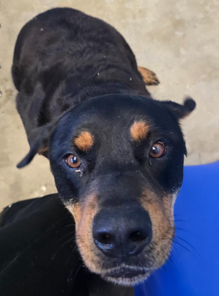 Romeo, a Adoptable Rottweiler in Defiance, OH image 5/6