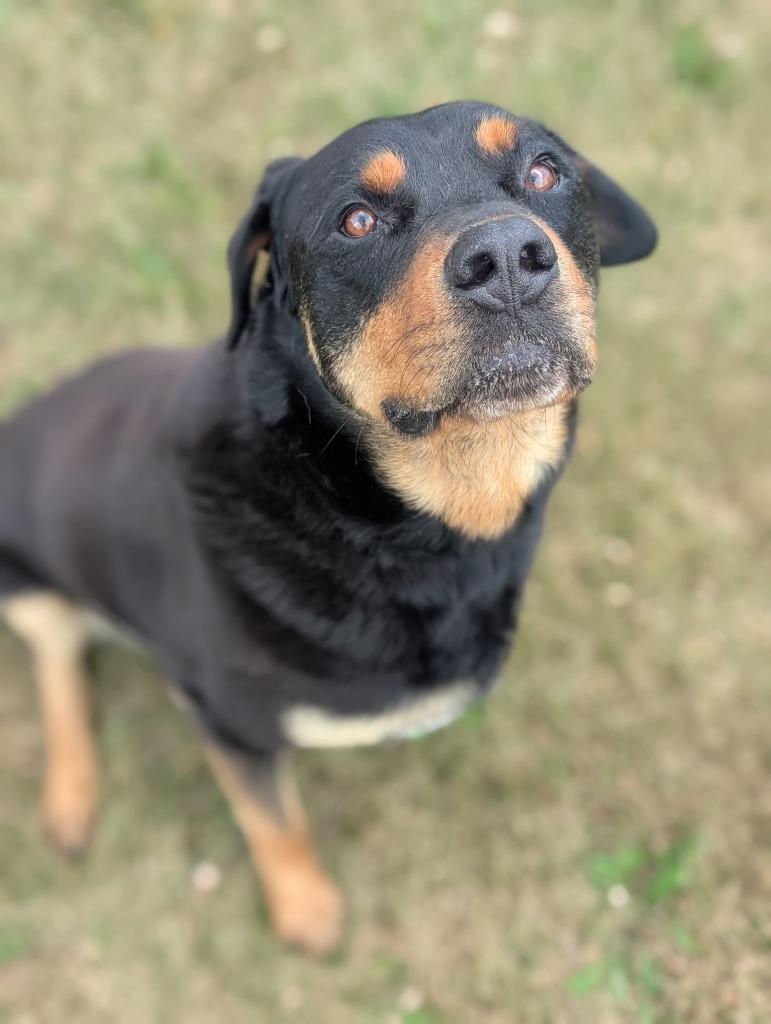 Romeo, a Adoptable Rottweiler in Defiance, OH image 6/6