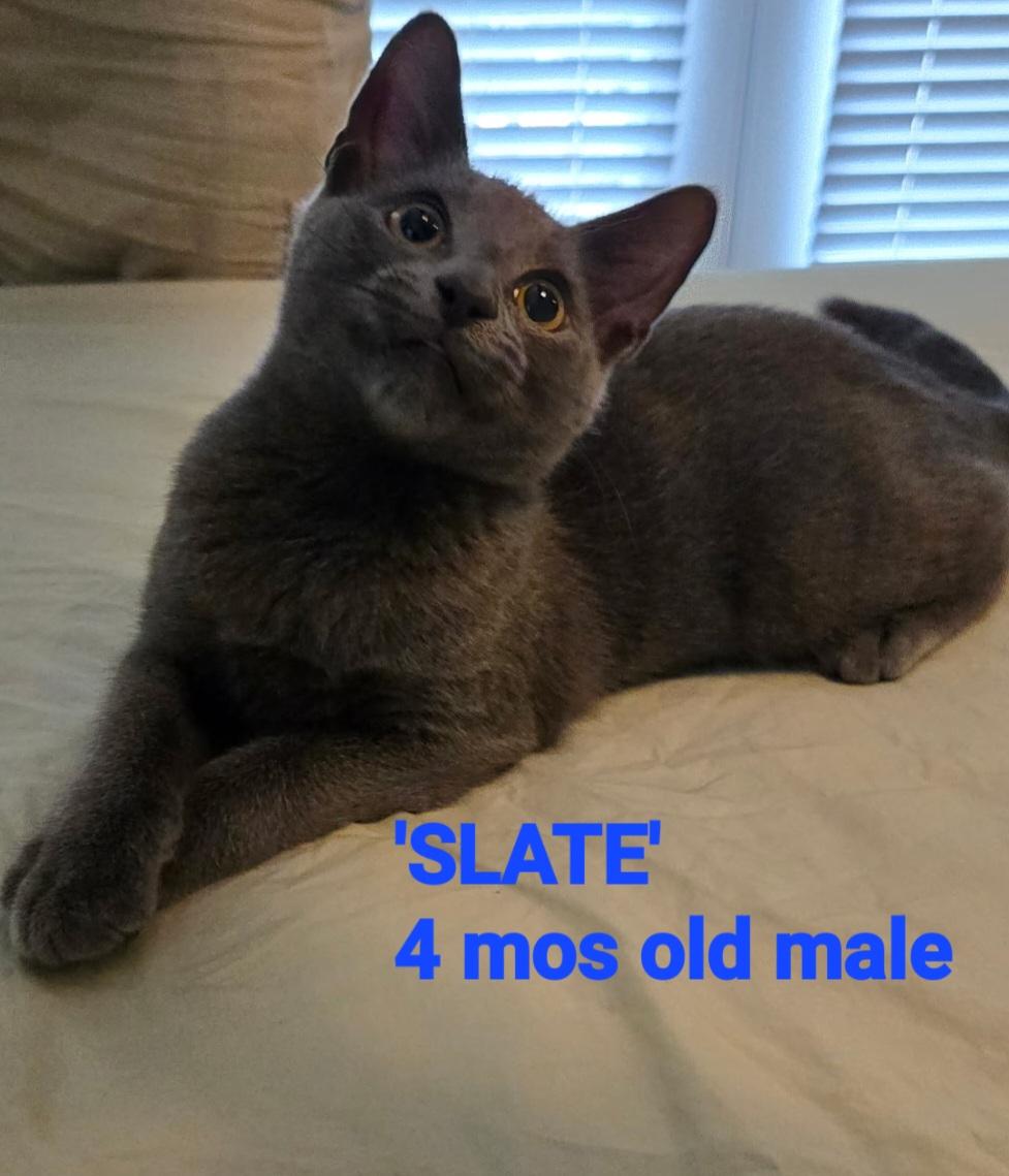 Enlarge Slate, an adopted mixed breed in Mount Pleasant, SC image 1/2