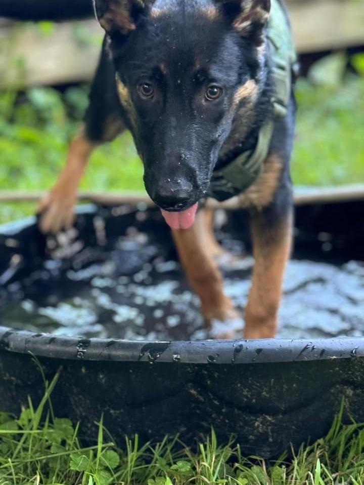 Enlarge Luna, an adopted mixed breed in Ottawa, ON image 3/6