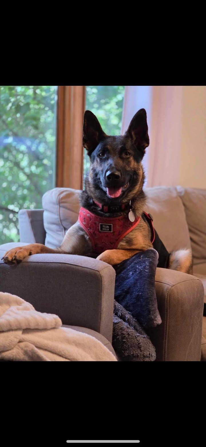 Enlarge Luna, an adopted mixed breed in Ottawa, ON image 6/6