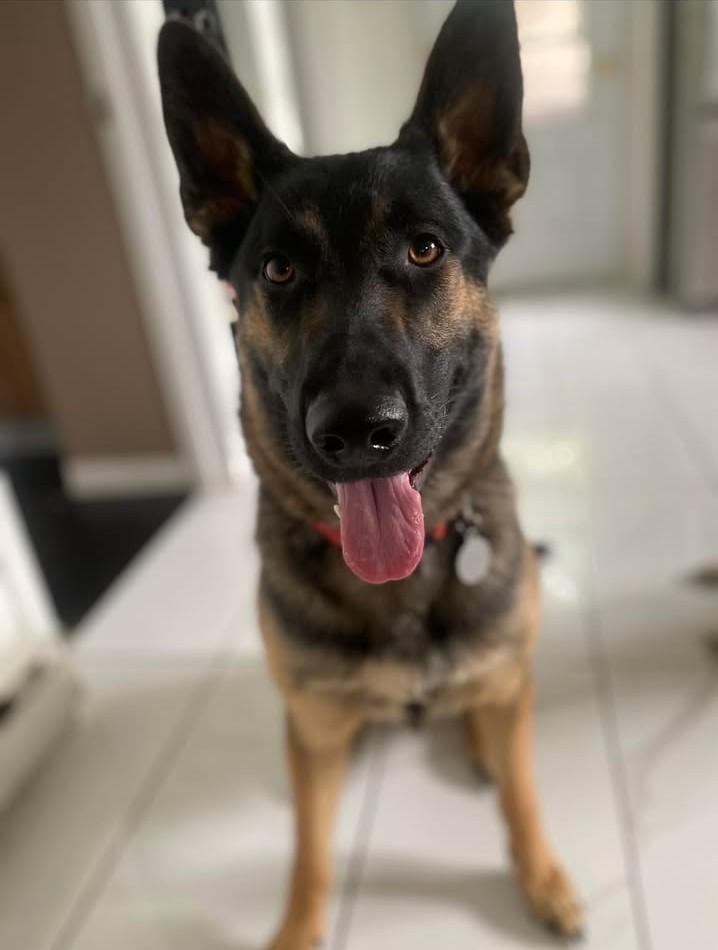 Enlarge Luna, an adopted mixed breed in Ottawa, ON image 4/6