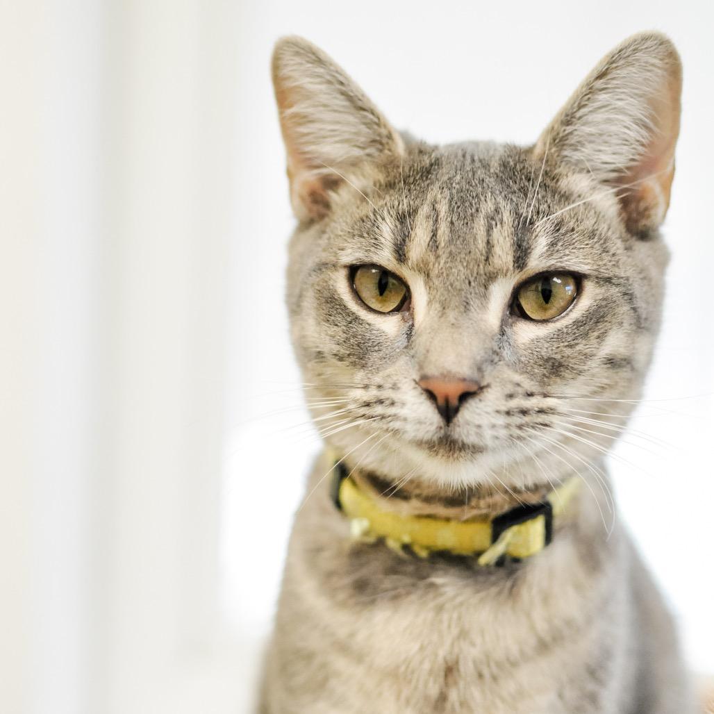 Roo, Adoptable, Young Female Domestic Short Hair.