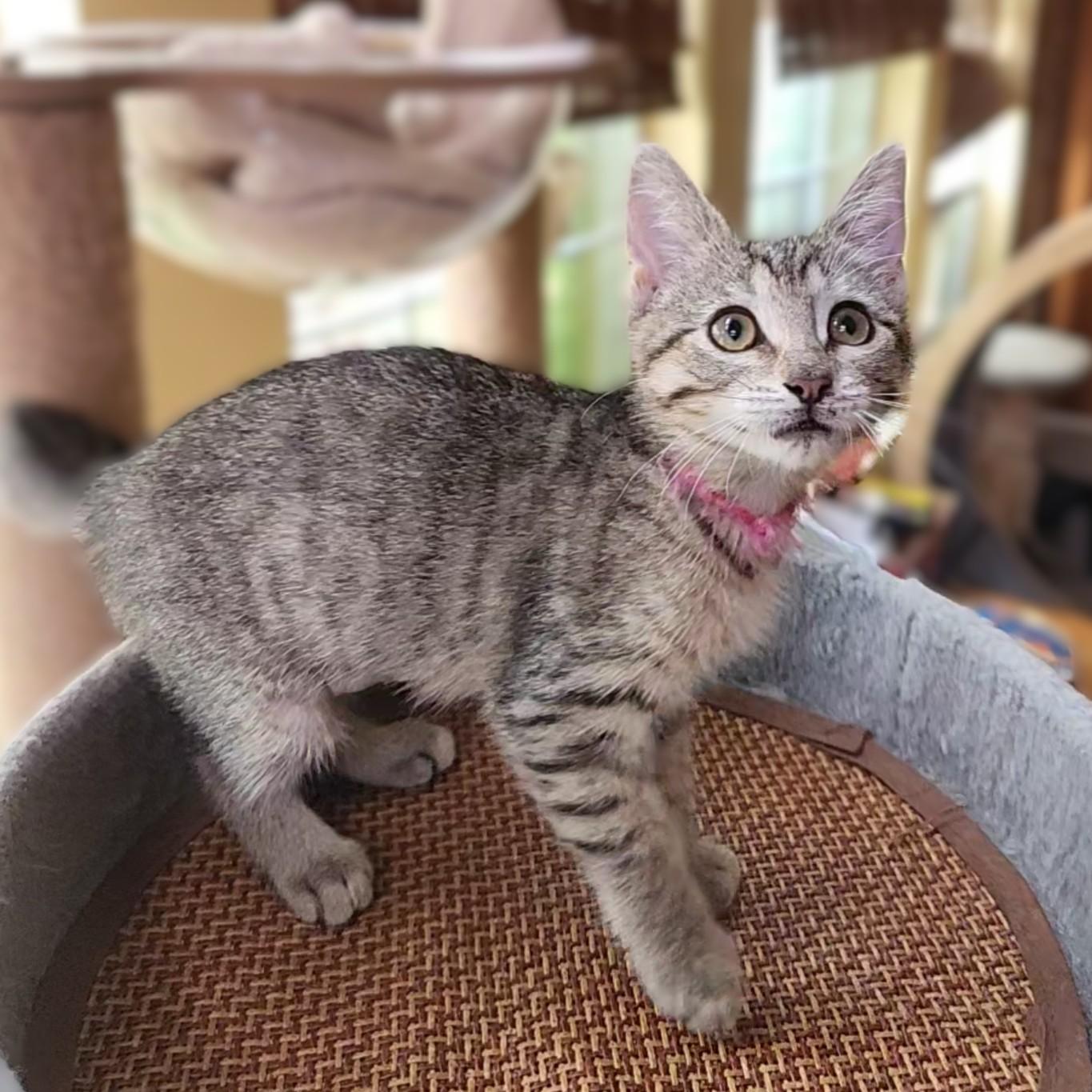 Pinkie, a Adoptable Domestic Short Hair in Allen, TX image 4/6