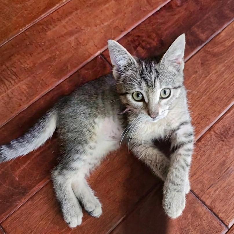 Pinkie, a Adoptable Domestic Short Hair in Allen, TX image 2/6
