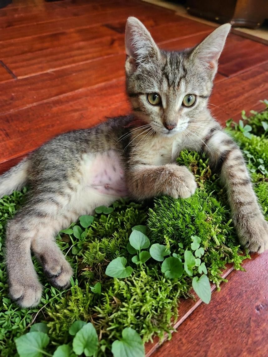 Pinkie, a Adoptable Domestic Short Hair in Allen, TX image 3/6